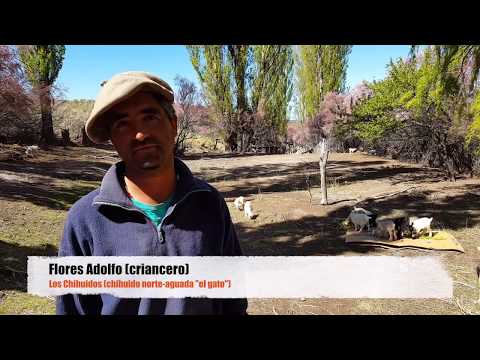 Crianceros de Los Chihuidos cuentan realidad sobre la situacion de la sequia!