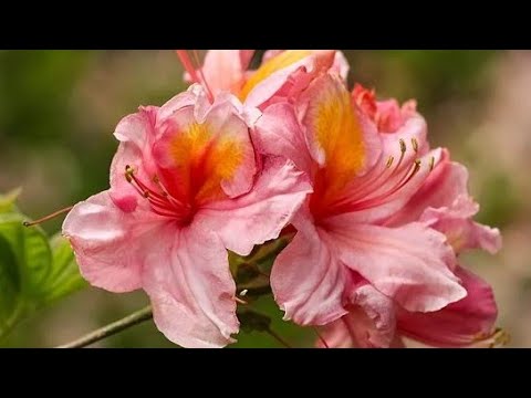 Kada i kako treba presaditi grm azaleje?