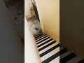 Whos That Dog Shorts Cute Animals Dogs Funny Laughing