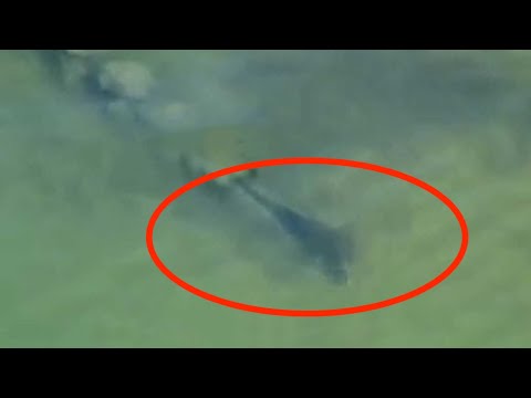 10 Megalodon Sightings That Could Prove It Exists!