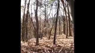 Geister im Wald (Achtung Gruselig)