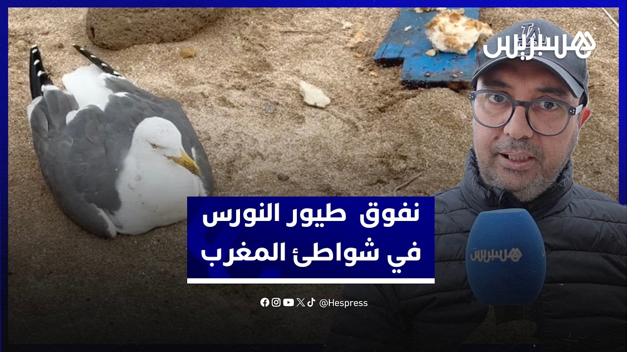 نفوق طيور النورس في شواطئ المغرب.. فاعل بيئي يرجح اقتياتها على الفضلات ويدعو لدراسة الظاهرة thumbnail