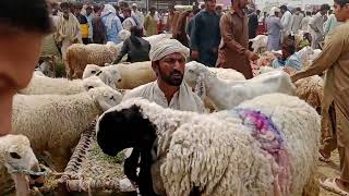 Bakra Mandi Pakistan | Dumba Mandi Pakistan | Chhatra Mandi Pakistan | Mall Maweshi Mandi Pakistan