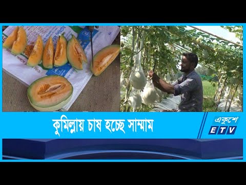 মরুর `সাম্মাম` ফল এখন কুমিল্লায়