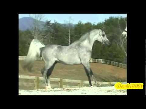 Arabian Horses - Only beauty ε(●̮̮̃•̃)з