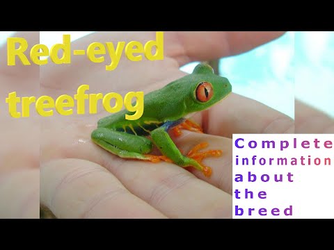 , title : 'Red eyed treefrog. Pros and Cons, Price, How to choose, Facts, Care, History'