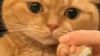 【かわいい動物】つめ切りだけは～勘弁してにゃ