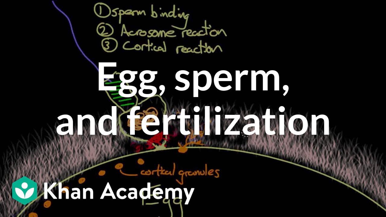 Egg, sperm, and fertilization | Behavior | MCAT | Khan Academy