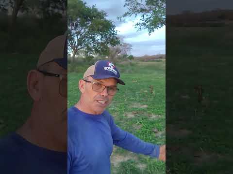 Quem planta capim corrente #tira#o#cara#prego#nordeste#Paraíba