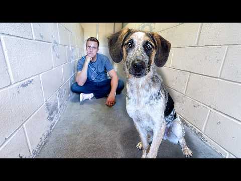 Watch Shelter Dogs Reaction To Hearing His Name Once Again - YouTube