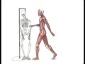 A Life of a Skeleton