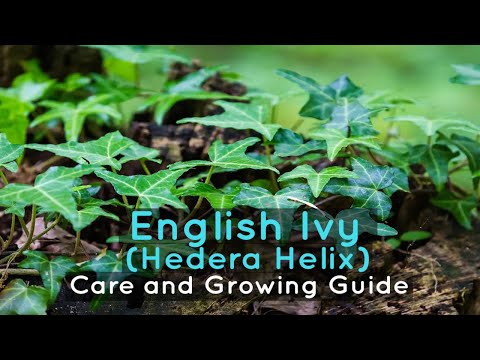 , title : 'English Ivy (Hedera Helix) Care and Growing Guide'