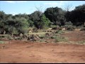 Safari Gazelle 027