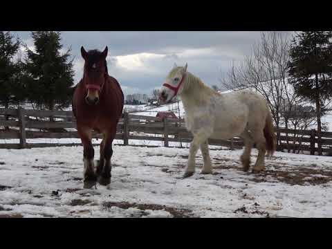 Caii lui Sorin de la Marisel, Cluj 2018