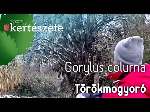 Télen is szép fák: Corylus colurna - Törökmogyoró
