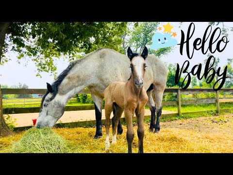 NEWBORN MYSTERY FOAL’S FIRST DAY ON THE FARM!!!