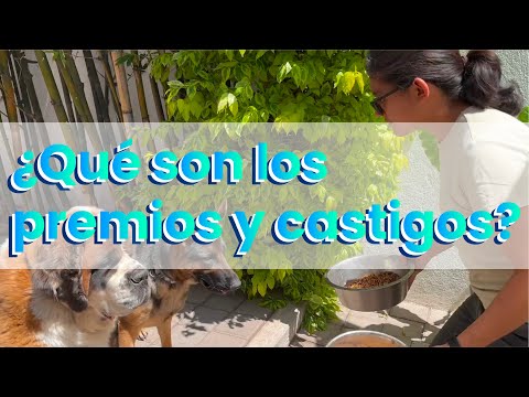 ¿Qué son los premios y castigos? | #Dinamica