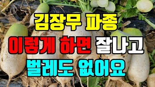 김장무 파종 방법 / 벼룩잎벌레 방제방법  / 김장무 1차웃거름주는시기 /  김장무파종시기