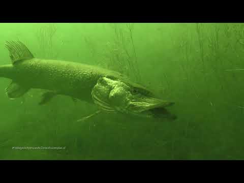 Vele (onderwater) gezichten van de Zevenhuizerplas