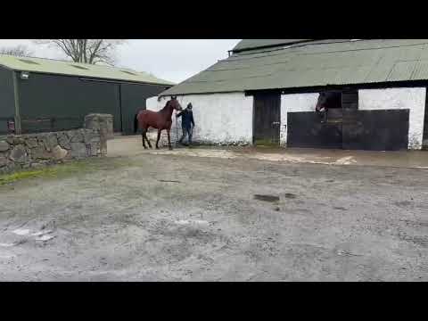 3yo Thoroughbred Filly - Image 2