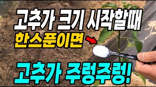 고추가 크기 시작할때 이것 한스푼이면 고추가 주렁주렁 달려 대박납니다!