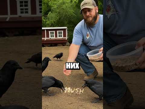 Лучший охранник для кур