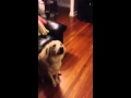 Snowy Sings Along