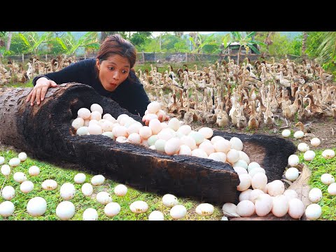 Harvesting A Lot Of Duck Eggs Hole Palm Tree - Cooking Duck Egg