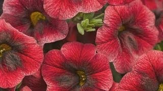 The Best Flowers for Hanging Baskets