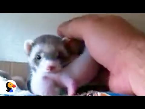 This Ferret Showing Off Her Babies is Just the Sweetest Thing