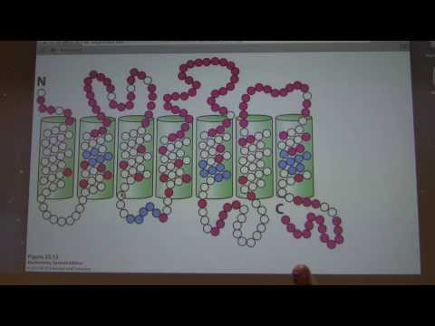 51.  Kevin Ahern's Biochemistry - Sensory Biochemistry