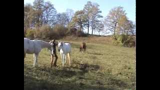 Pferdeträume - Pferde auf der Weide