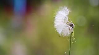 Pollination 101 w/ Serendipity Catering's Master Gardener, Helen Peros