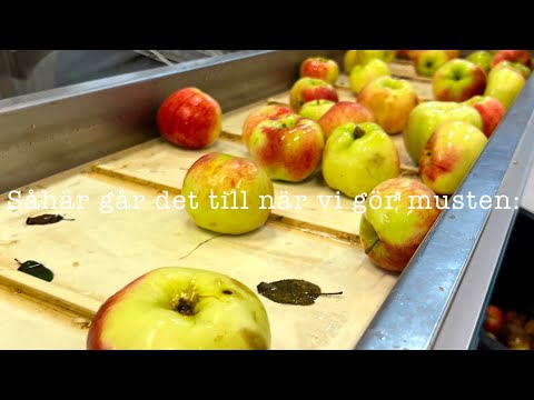 Äppelmust- såhär går det till!