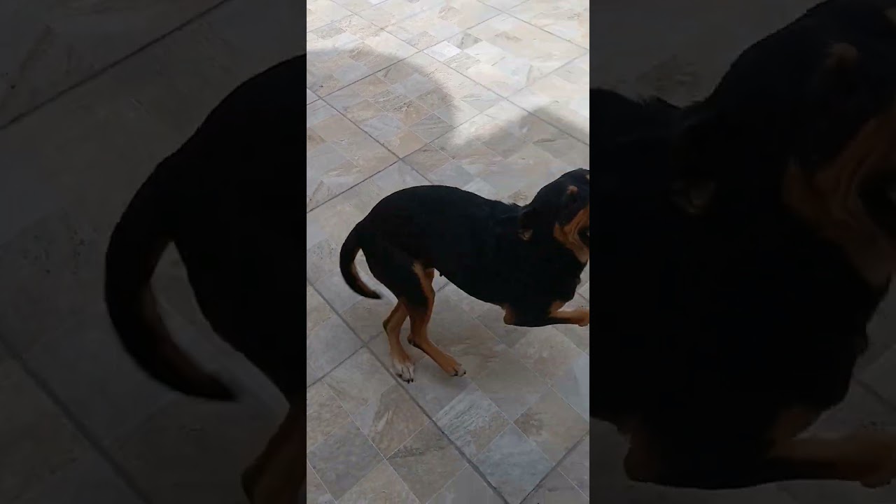 Cachorro raça SRD-ViraLata idade 3 anos nome Sky