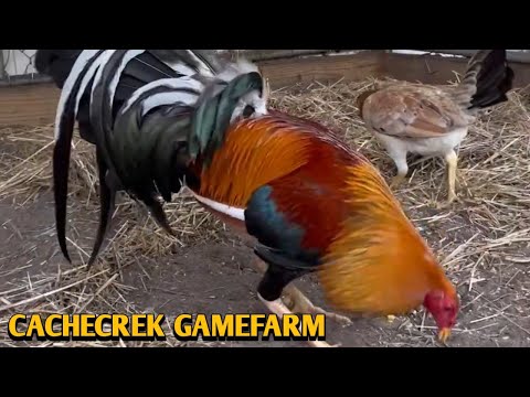 Sweater Claret Grey - CACHECREK FARM