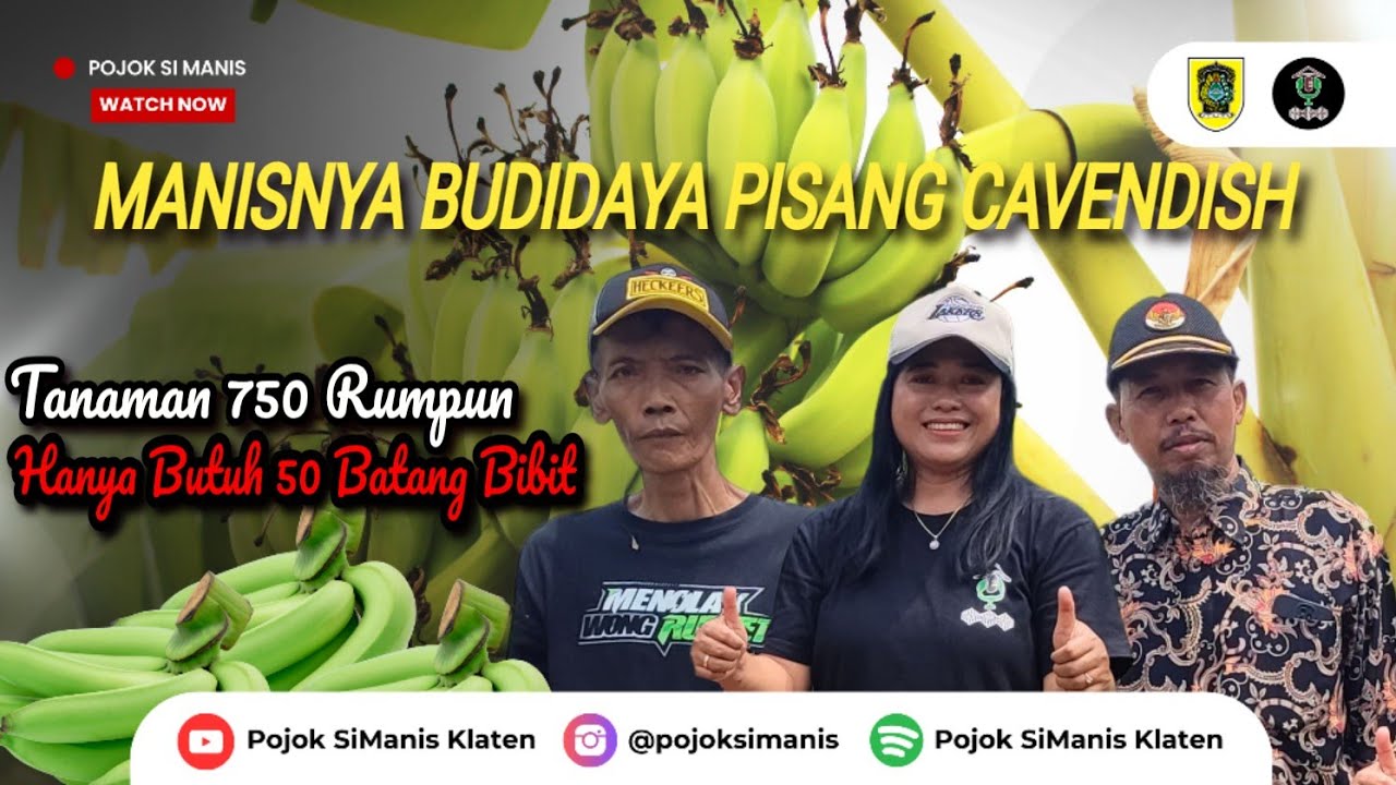 TANAM SEKALI, PANEN BERKALI-KALI || BUDIDAYA PISANG CAVENDISH