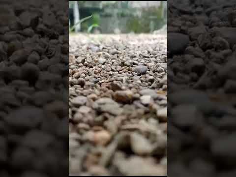 Nokia G10 wonderful camera 😍😍😍😍 #shorts