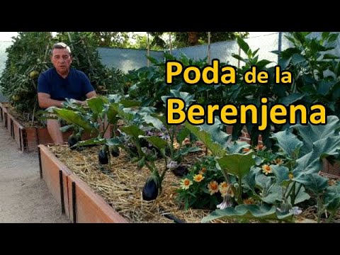 , title : 'La Poda de la Berenjena ¡¡Muy Fácil !!'