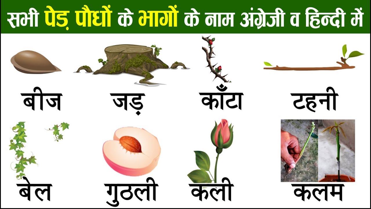 Parts of Tree in English and Hindi With Pictures | Tree vocabulary IELTS | English Vocabulary