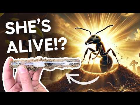 My Queen Ant is LITERALLY Back from the GRAVE!!!