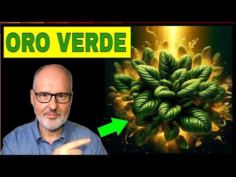 El ORO VERDE que FORTALECE tu CORAZÓN, OJOS y HUESOS