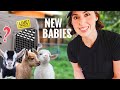 I Just Bought More Baby Goats And You Re Gonna LOVE Their Colors
