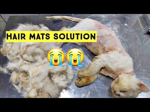 How to Remove Mats from Cat Hair | Causes & Prevention of Matted Cat hair or Fur