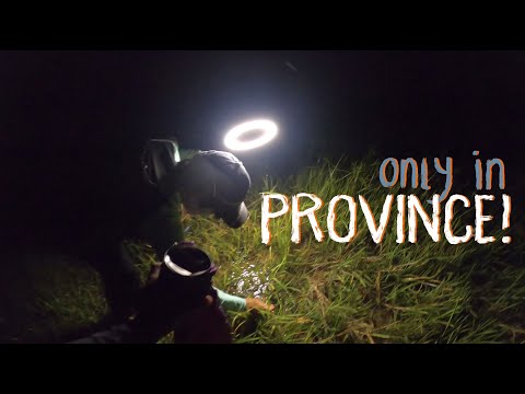 Pangingilaw ng palaka