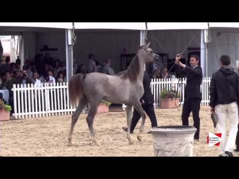 N.86 ALEXXANDERR - Menton 2015 - Yearling Colts 1 year old (Class 6A)