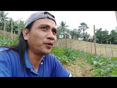 Jopel da Farmer encourage everyone to help share his practical tips in farming.
