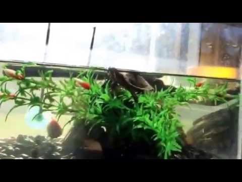 Zoo Med Mini Combo Deep Dome Dual Lamp Fixture