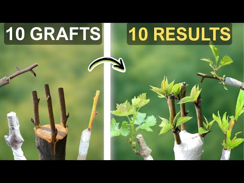 I Grafted 10 Fruit Trees - Here's What Happened!
