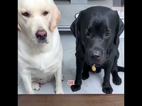 The dog refused all rewards from its owner.#pets #cute #shorts #funny